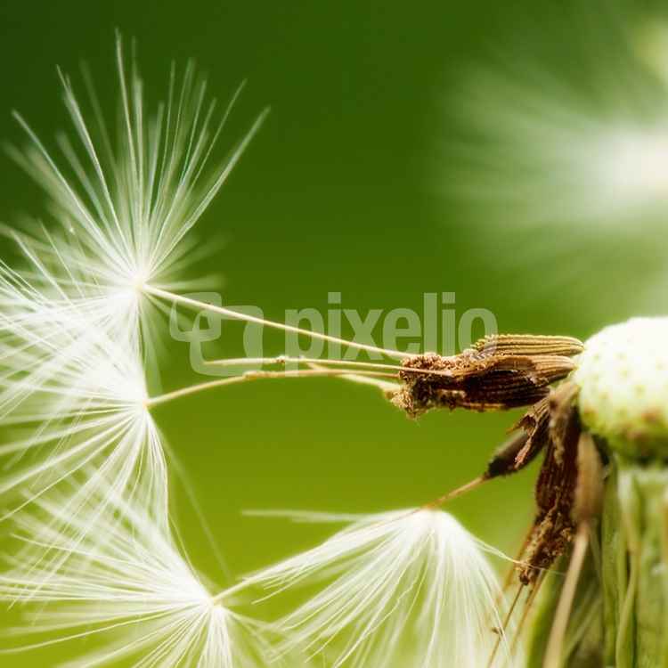Pusteblume
