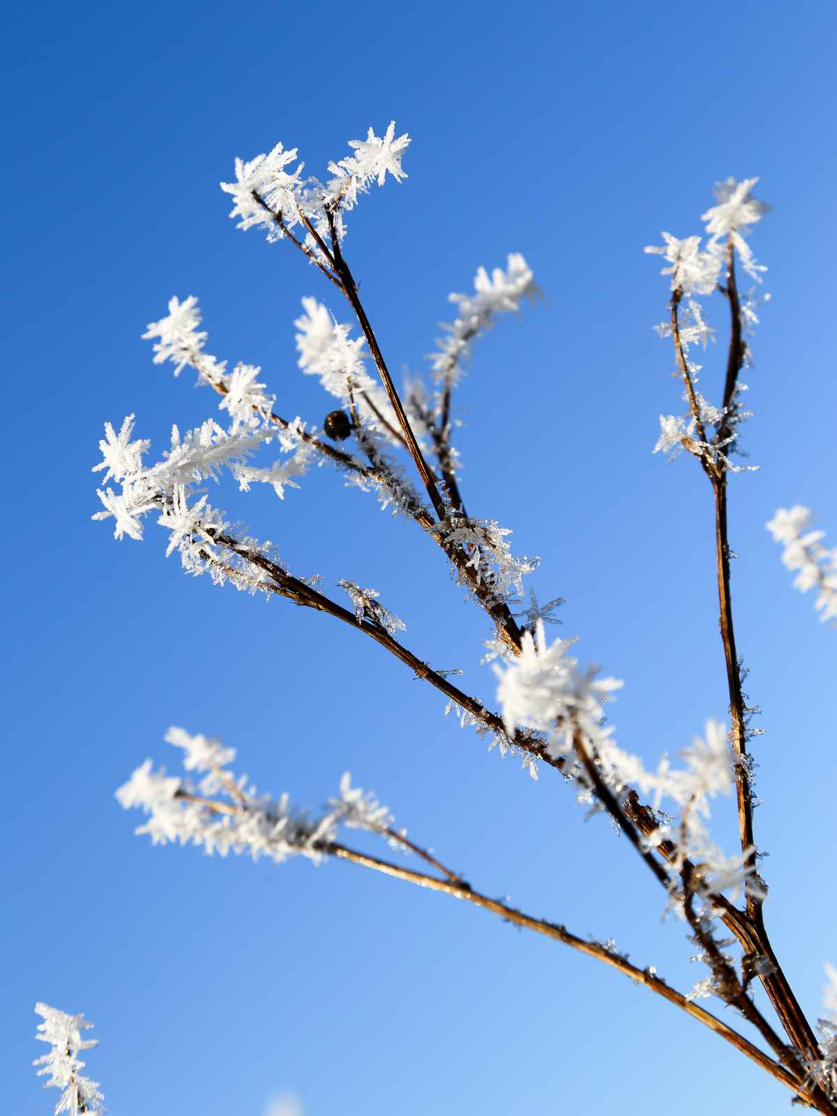 Wintergruss