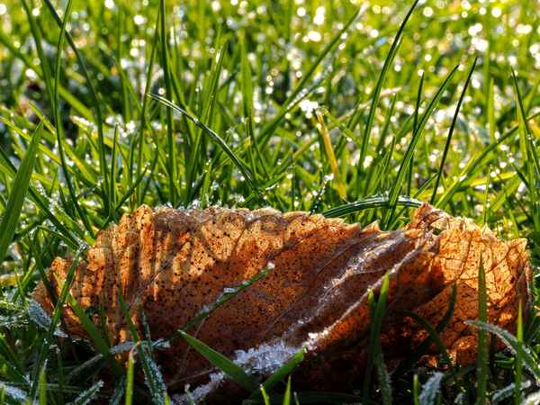 morgens in der wiese 4