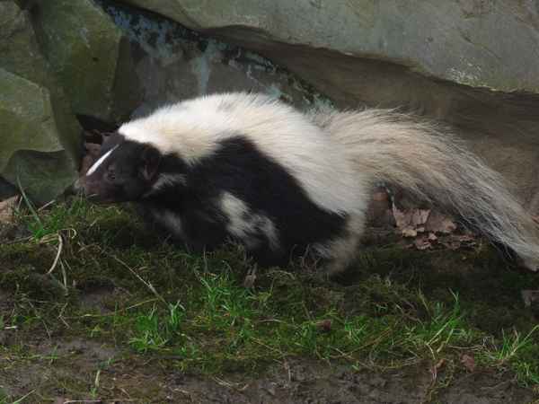 Skunk (Stinktier)