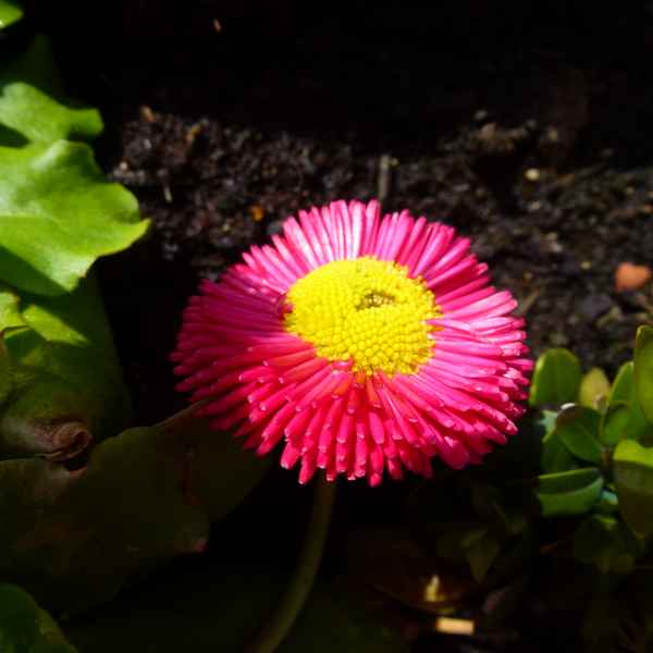 Rote gefüllte Gänseblume