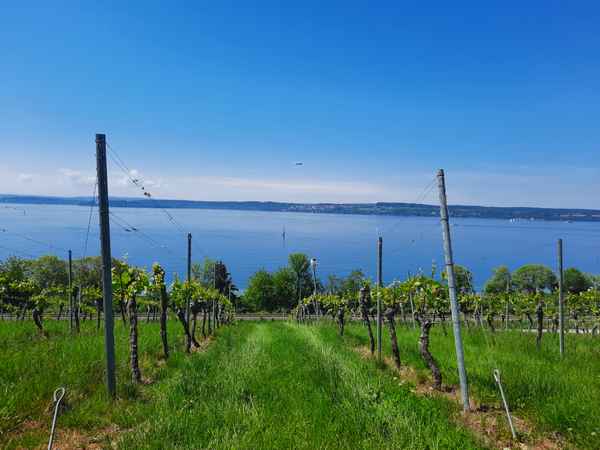 Blick auf den Bodensee
