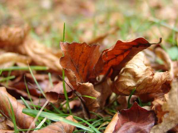 Blätter im Herbst