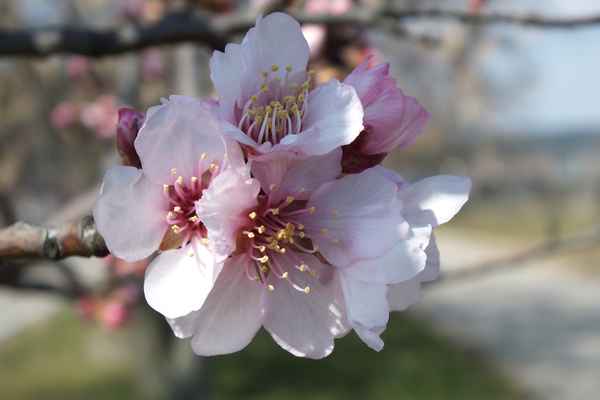  mandelblüten