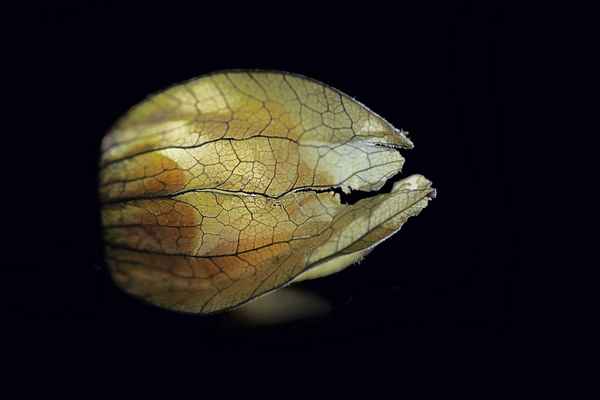 Physalis