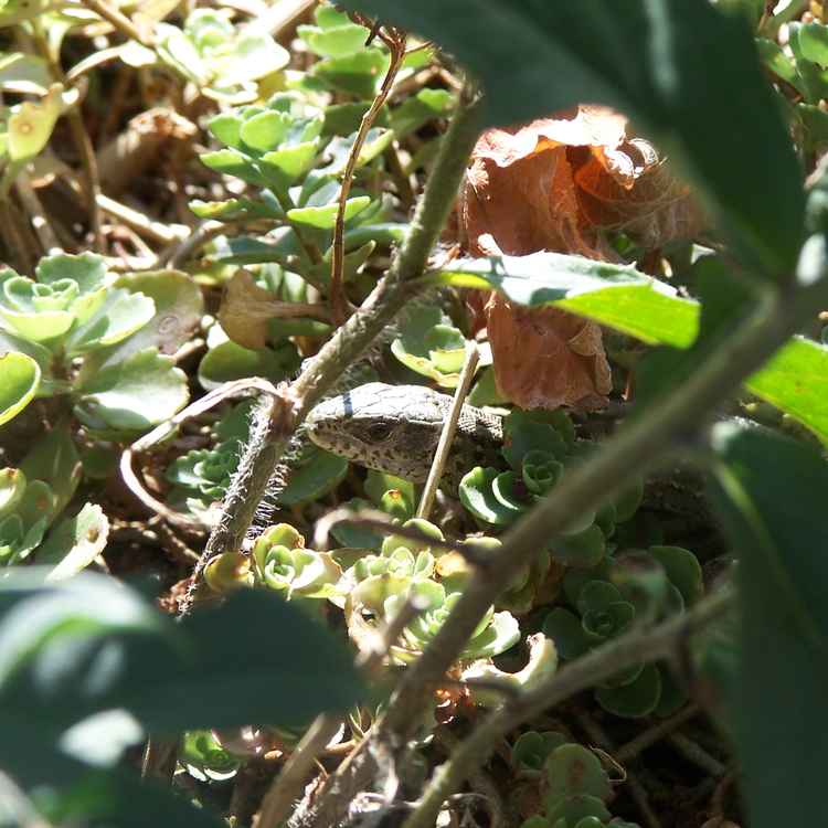 wer kuckt denn da II