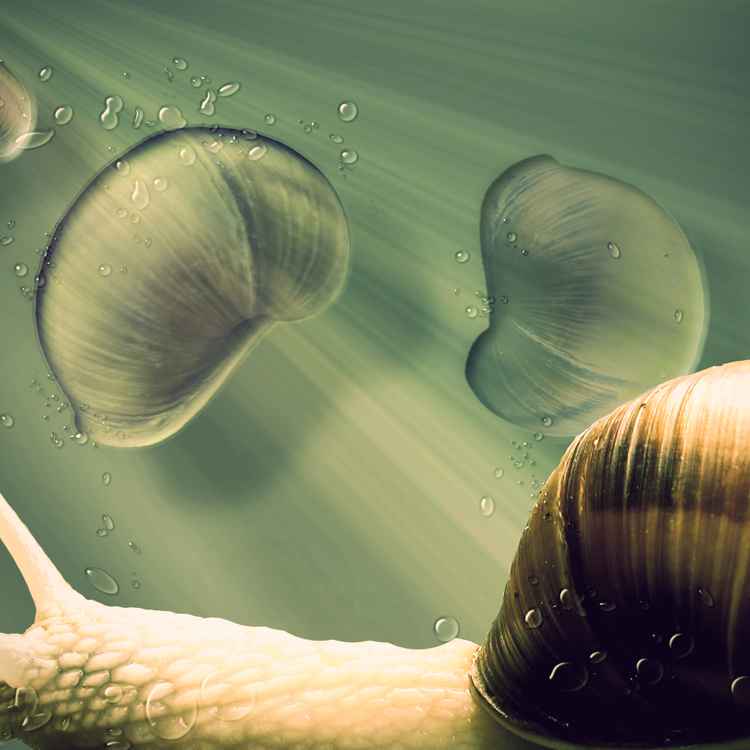 Schnecke surreal
