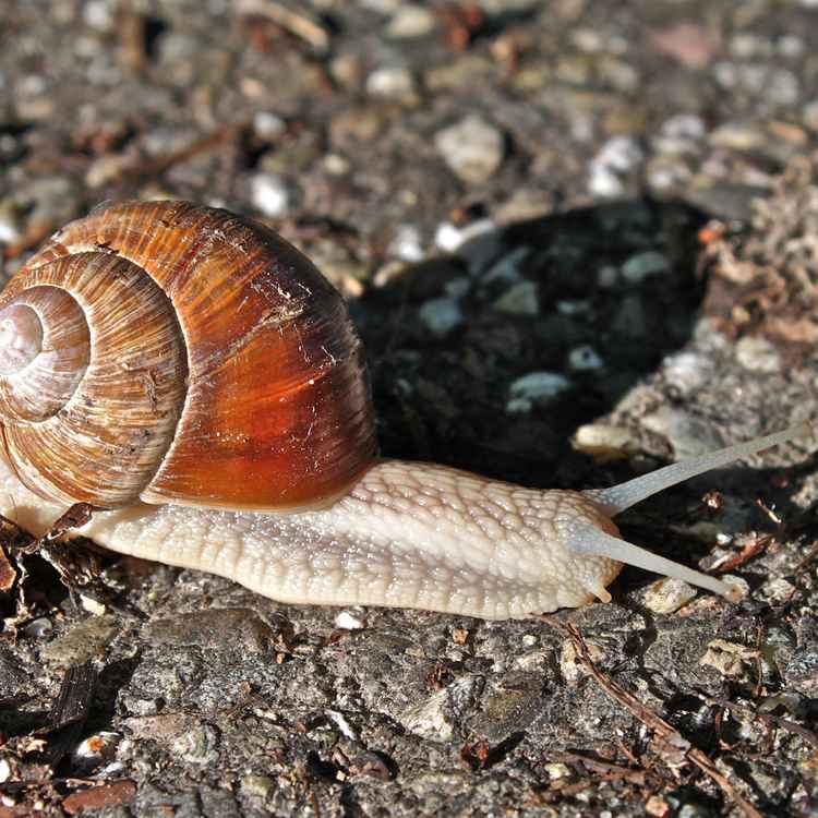 Schnecke 2