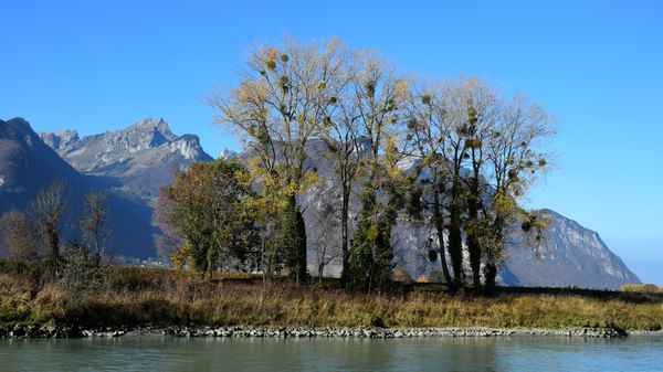 «Verzierte» Auenbäume (Misteln)herbstfarben,