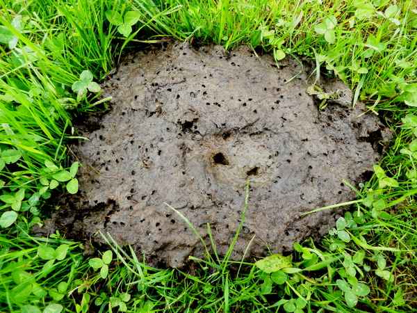 Kuhfladen - überlebenswichtig für das Ökosystem Streuobstwiese