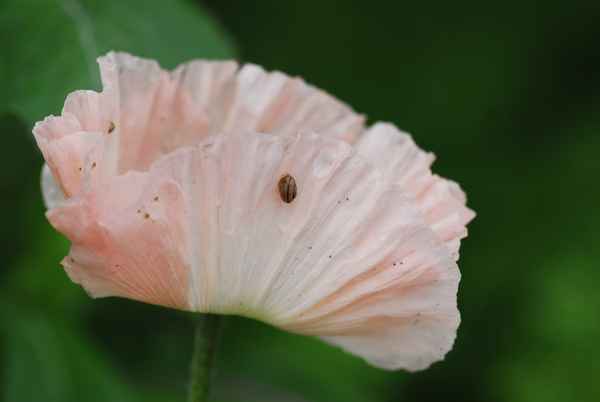 Schnecke auf Mohn