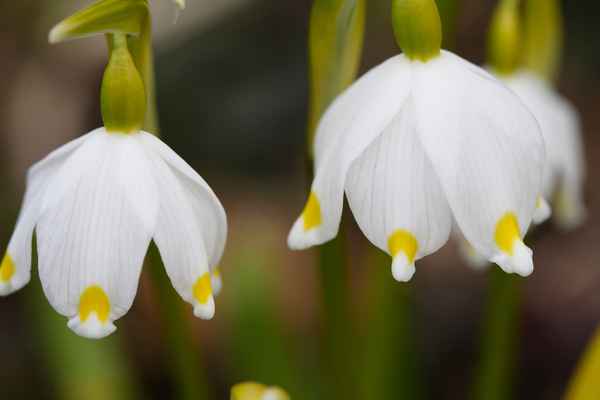 Frühlingserwachen in der Südsteiermark