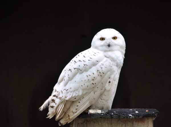 Schnee-Eule