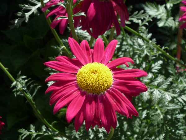 Schöne  Blume