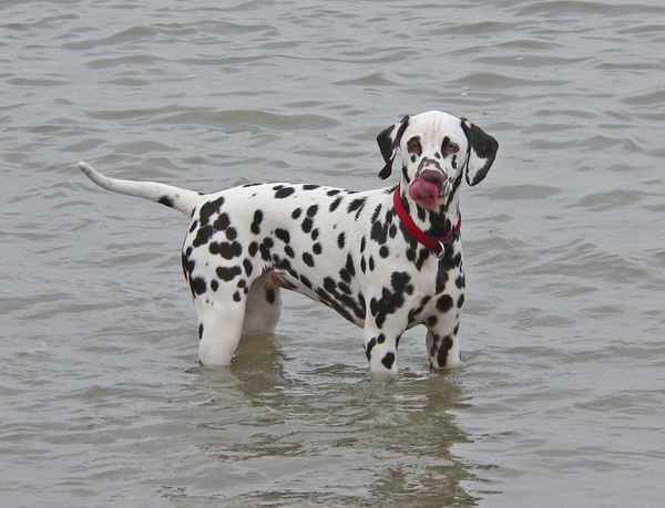 Dalmatiner im Wasser 1