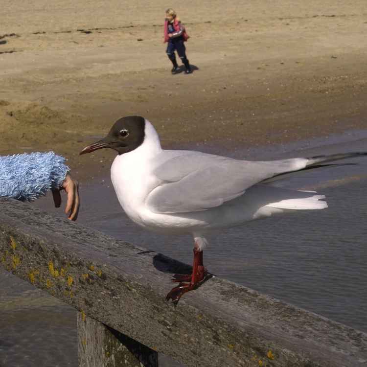Möwe (7)