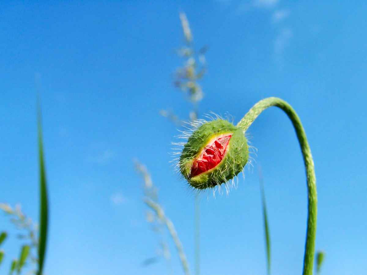 Mohnknospe im Aufbruch_2