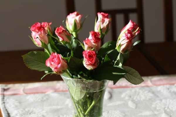 Rosa Rosen in der Vase