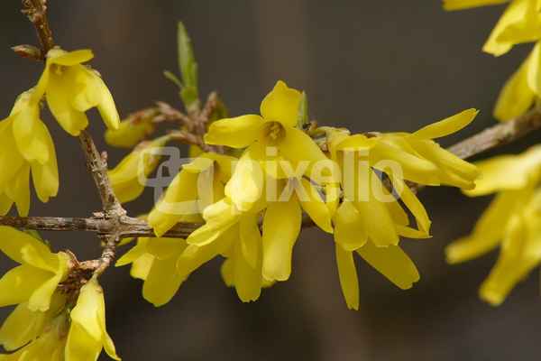 Forsythien