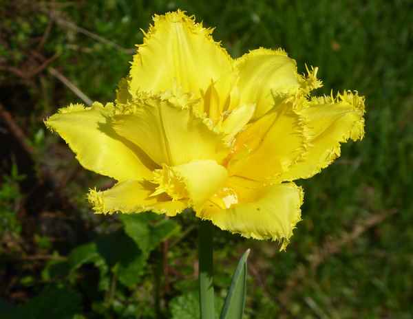 Gelbe Papageientulpe