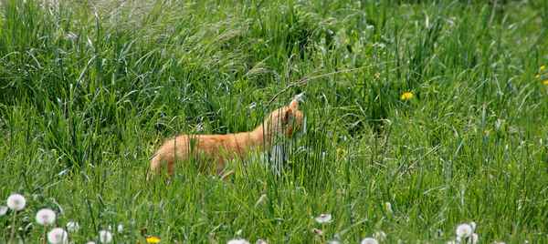 Franken.Katze rot-weiß;-)