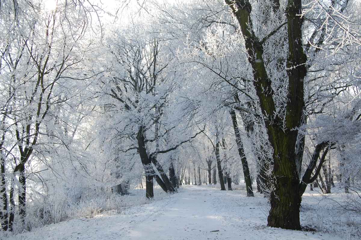 vereiste Parklandschaft