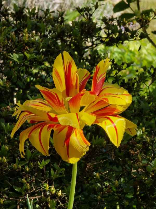 Sch&ouml;ne Tulpe
