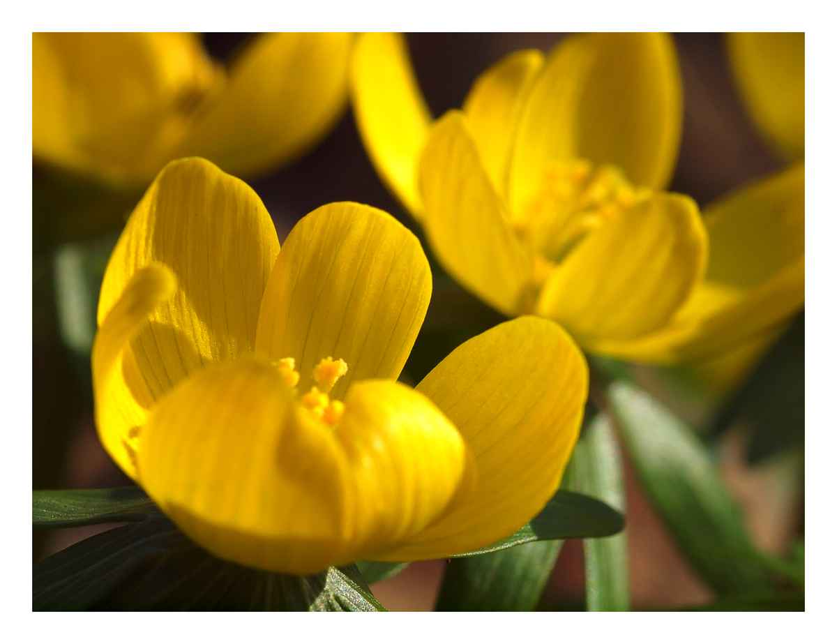 Frühling