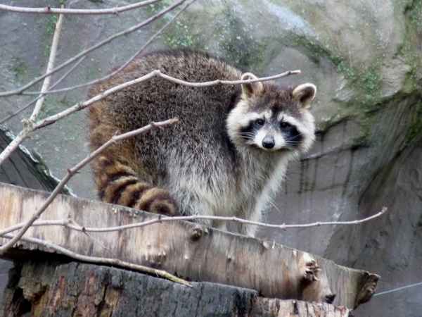 Waschbär