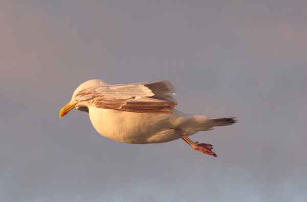 Anmutig und graziös