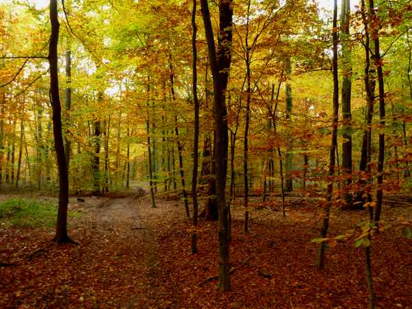 Herbstwald