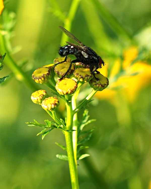 fliege auf rainfarn