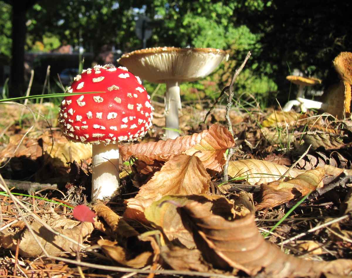 Herbst-Idylle