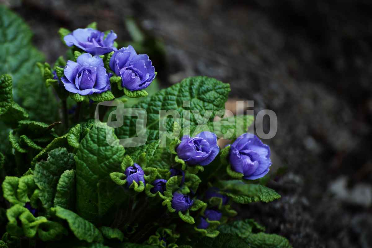 Blaue Primel