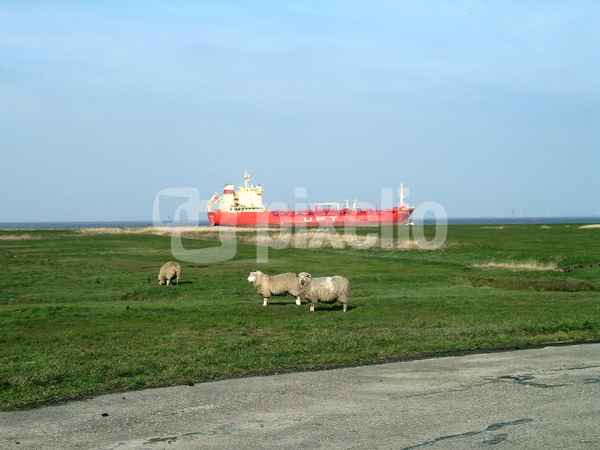 Cuxhaven Altenbruch Schafe vor Containerschiff