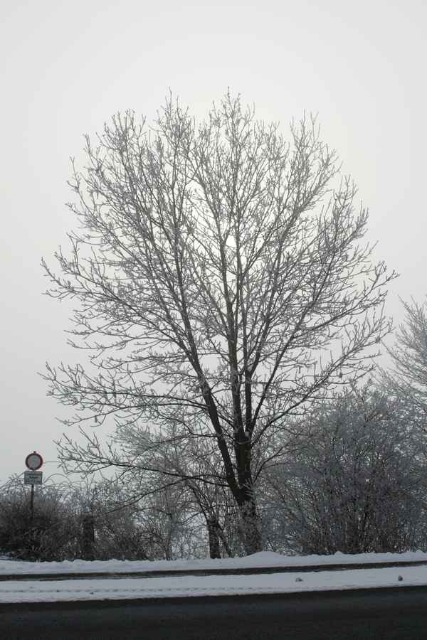 Frostiger Morgen 5