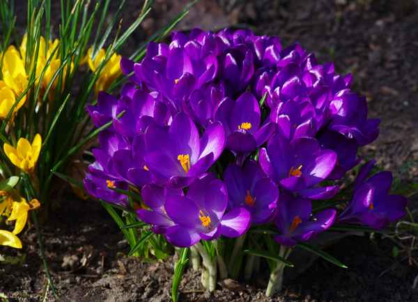 Krokusse