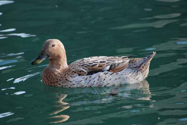 Ente oder Gans?