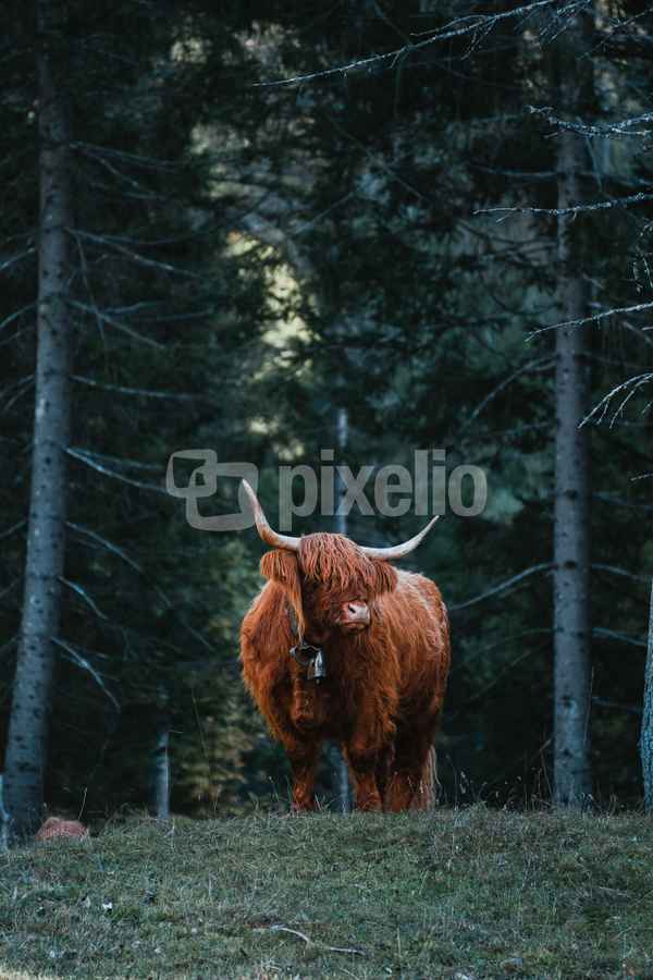 Highland Cow