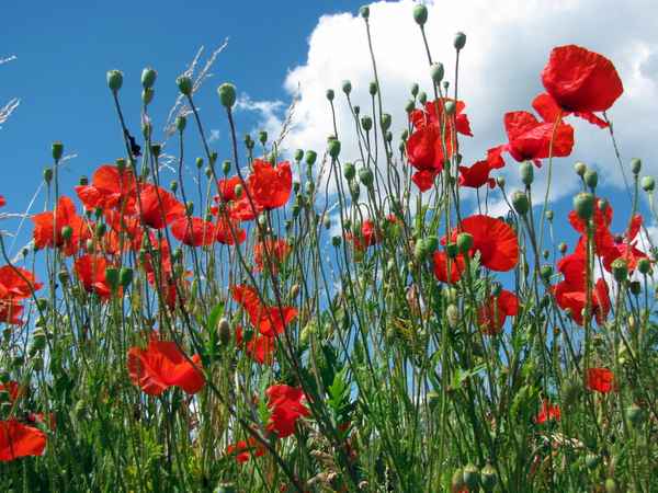 Klatschmohn