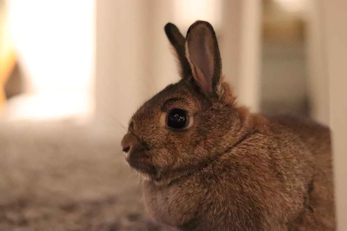 Kaninchen im Wohnzimmer