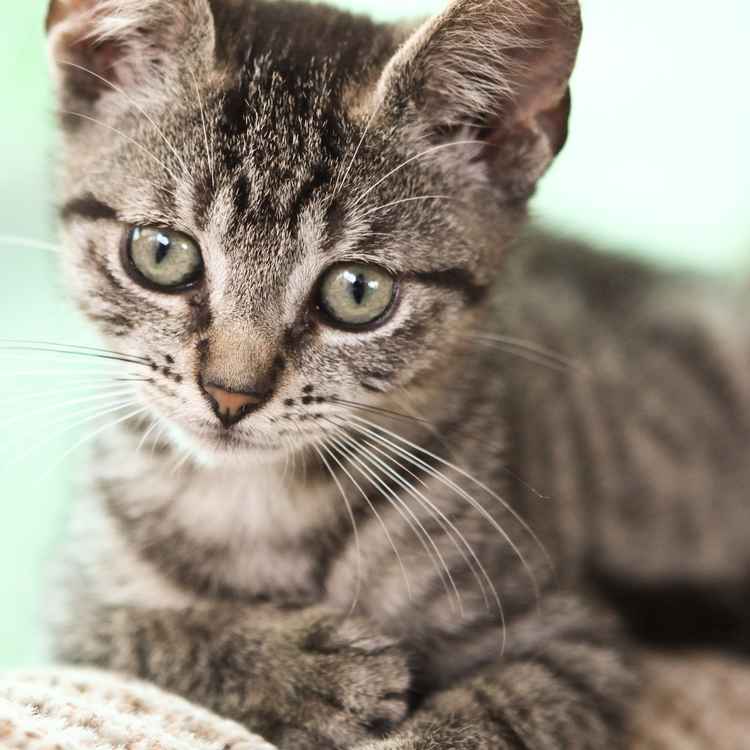 Tigerchen ruht sich aus