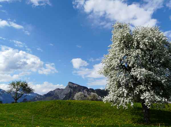 Dynamischer Frühling