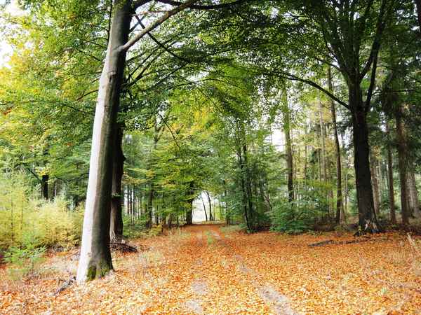 waldspaziergang