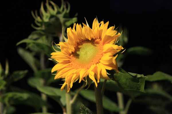 Sonnenblume bei Nacht1
