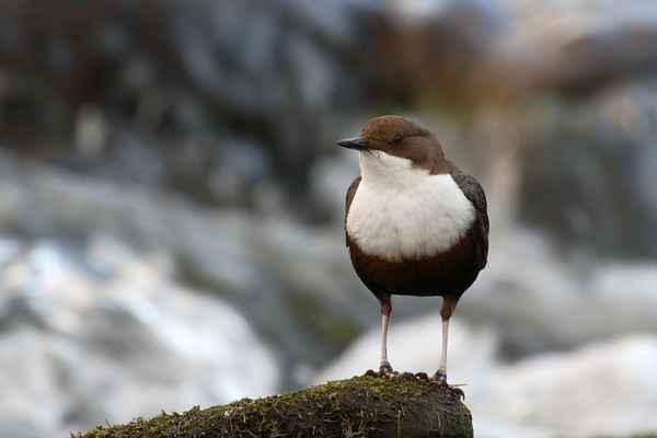 Konservenmaterial Cannon EOS 30D