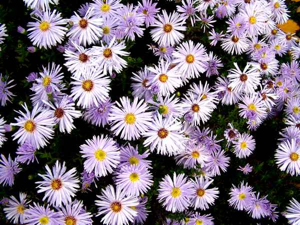 Die letzten Blümchen im Herbst 5
