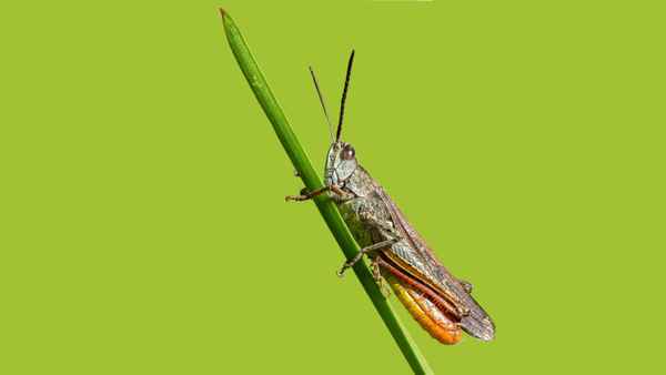 Bildschirmhintergrund Brauner Grashüpfer 16:9