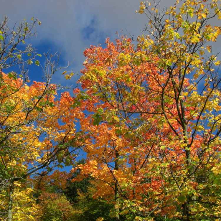 Goldener Oktober