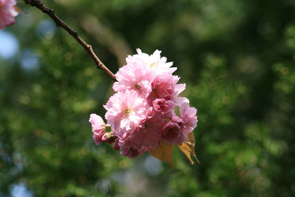 Orchidee